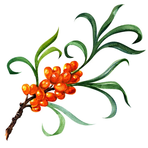 Sea buckthorn berries branch isolated on the white — Stock Photo, Image