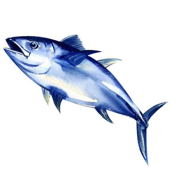 Bluefin tuna fresh isolated on white — Stock Photo, Image