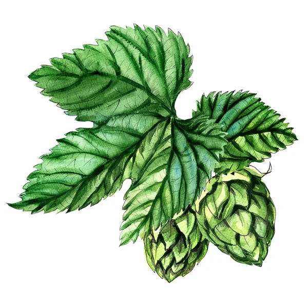 Hops with leaves isolated on a white background — Stock Photo, Image