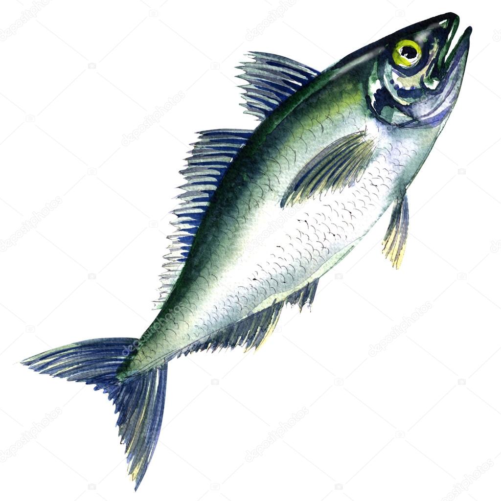 Fresh horse mackerel, or Japanese jack mackerel isolated on white