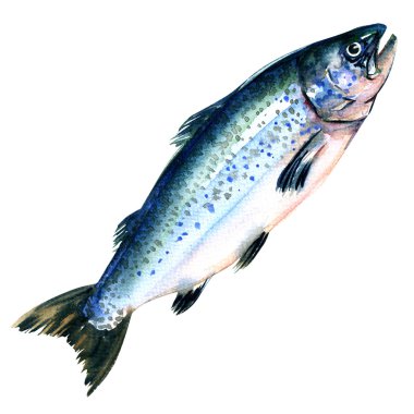Atlantik somon Salmo Güneş bütün beyaz bir arka plan üzerinde izole.