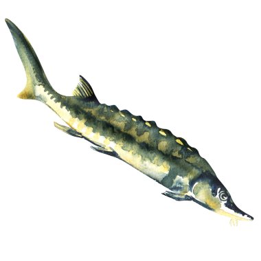 Beyaz arka planda izole edilmiş taze mersin balığı