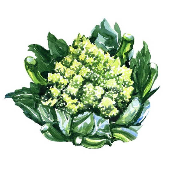 Grüner frischer Romanesco-Brokkoli oder römischer Blumenkohl — Stockfoto