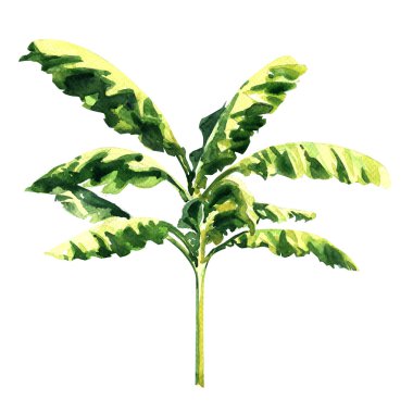 Palmiye ağaç bitki muz üzerinde beyaz izole