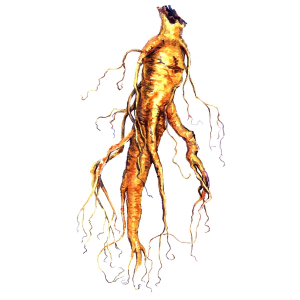 beyaz izole ginseng kök