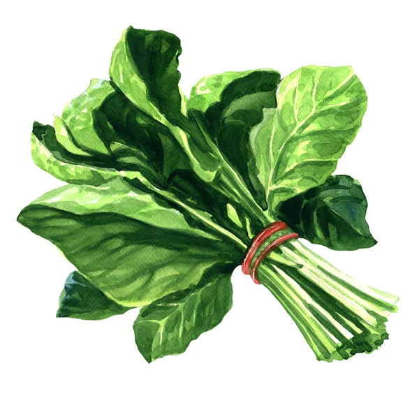 Bunch of fresh spinach leaves on isolated white background — Stock Photo, Image