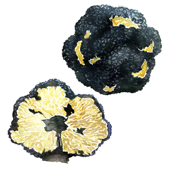 Černý podzimní lanýže na bílém pozadí - tuber uncinatum — Stock fotografie