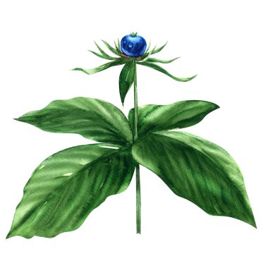 Ot Paris Berry - quadrifolia. Nadir orman bitki