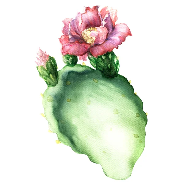 Opuntia cactus with flower isolated, watercolor painting — Stock Photo, Image