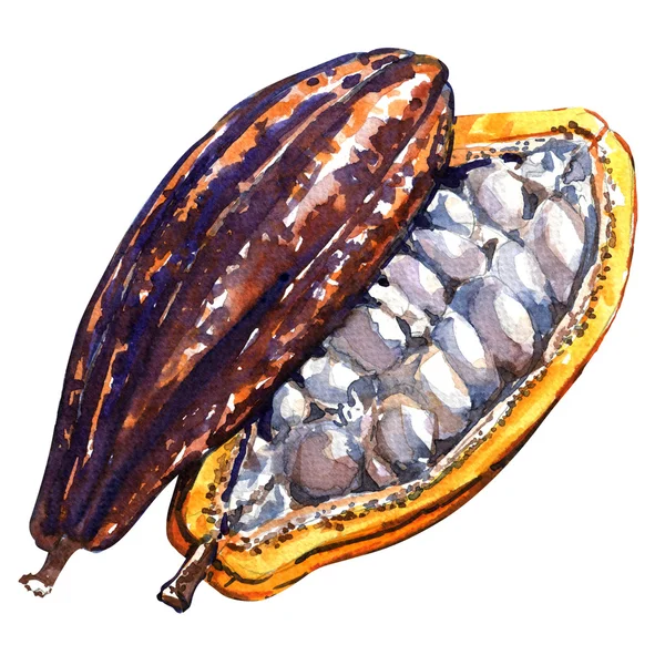 Open cacao pod geïsoleerd op een witte achtergrond. — Stockfoto