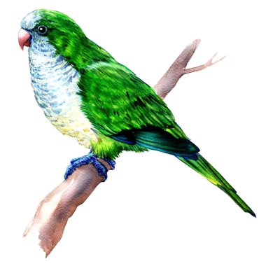 Beyaz arka plan üzerinde izole Monk parakeets