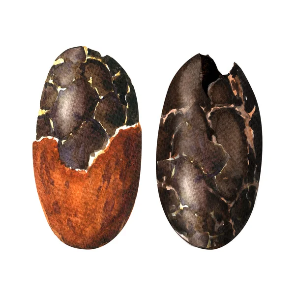 Råa kakaobönor isolerad på en vit bakgrund. — Stockfoto