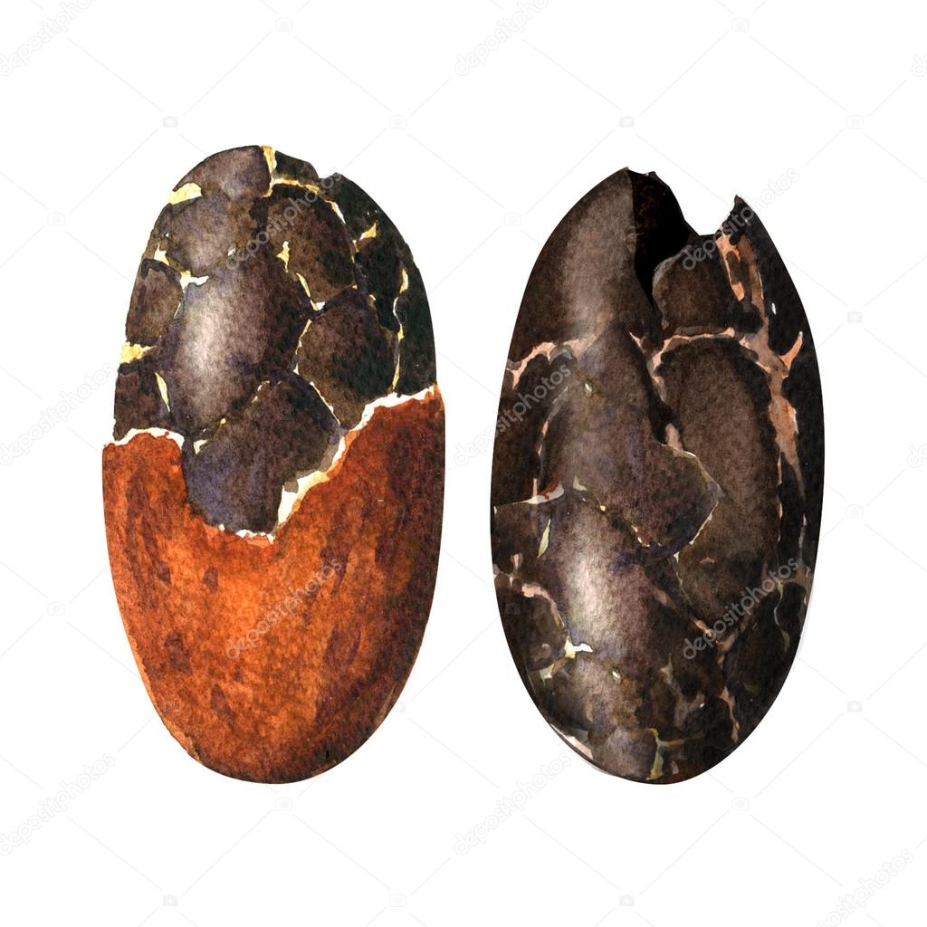 raw cocoa beans isolated on a white background.