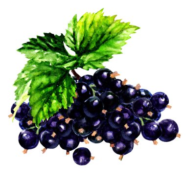 Beyaz arka plan üzerinde izole siyah kuş üzümü Şubesi