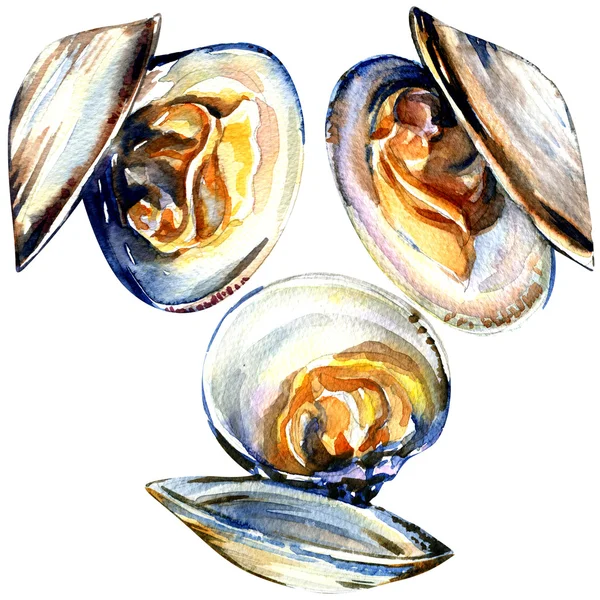 Grupp av öppna musslor isolerad på vit bakgrund — Stockfoto