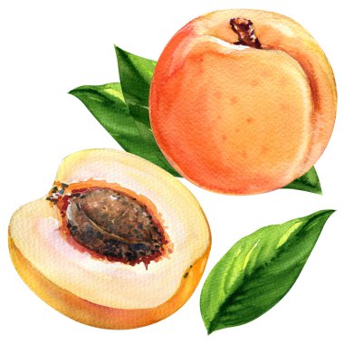 Beyaz arka plan üzerinde izole yaprakları ile taze kayısı