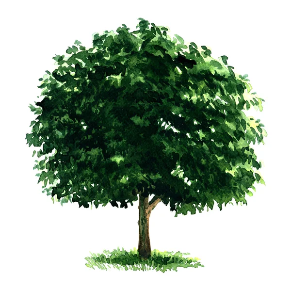 Beautiful fresh green deciduous tree isolated on white background — Stock Photo, Image