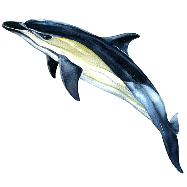 Akvarell dolphin isolerad på en vit bakgrund — Stockfoto