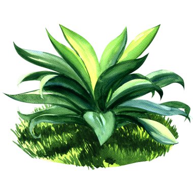 Agave plant isolated on white clipart