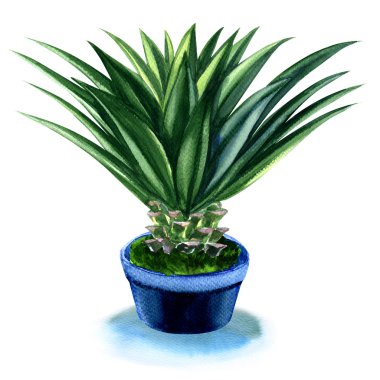 Agave plant in pot isolated on white clipart