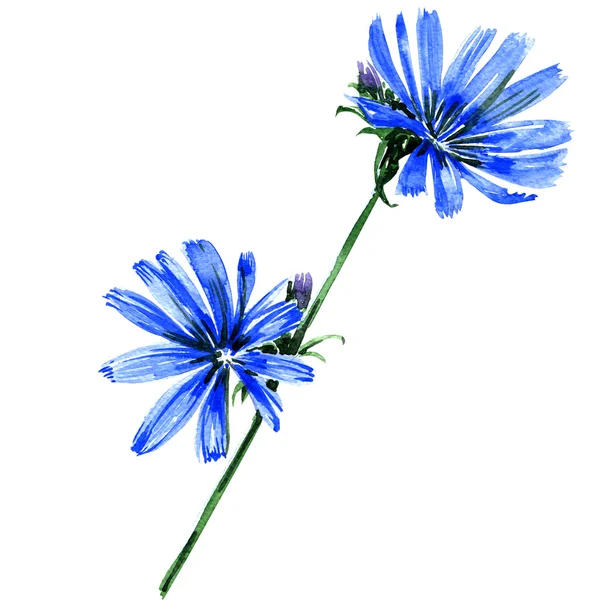 Blauwe cichorei bloemen geïsoleerd op witte achtergrond — Stockfoto