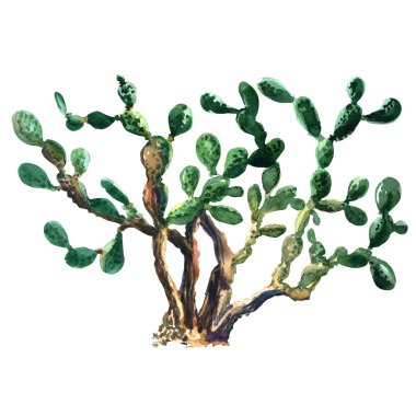 Kaktüs bitki izole suluboya. Opuntia ficus indica