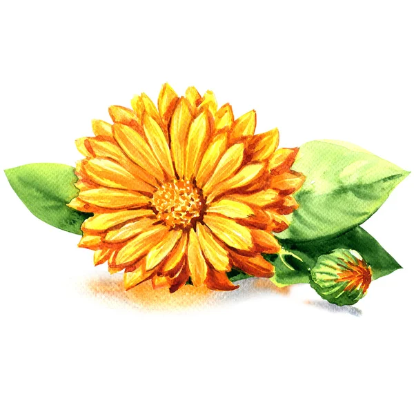 Calendula. Marigold flowers with leaves isolated on white — Stock Photo, Image