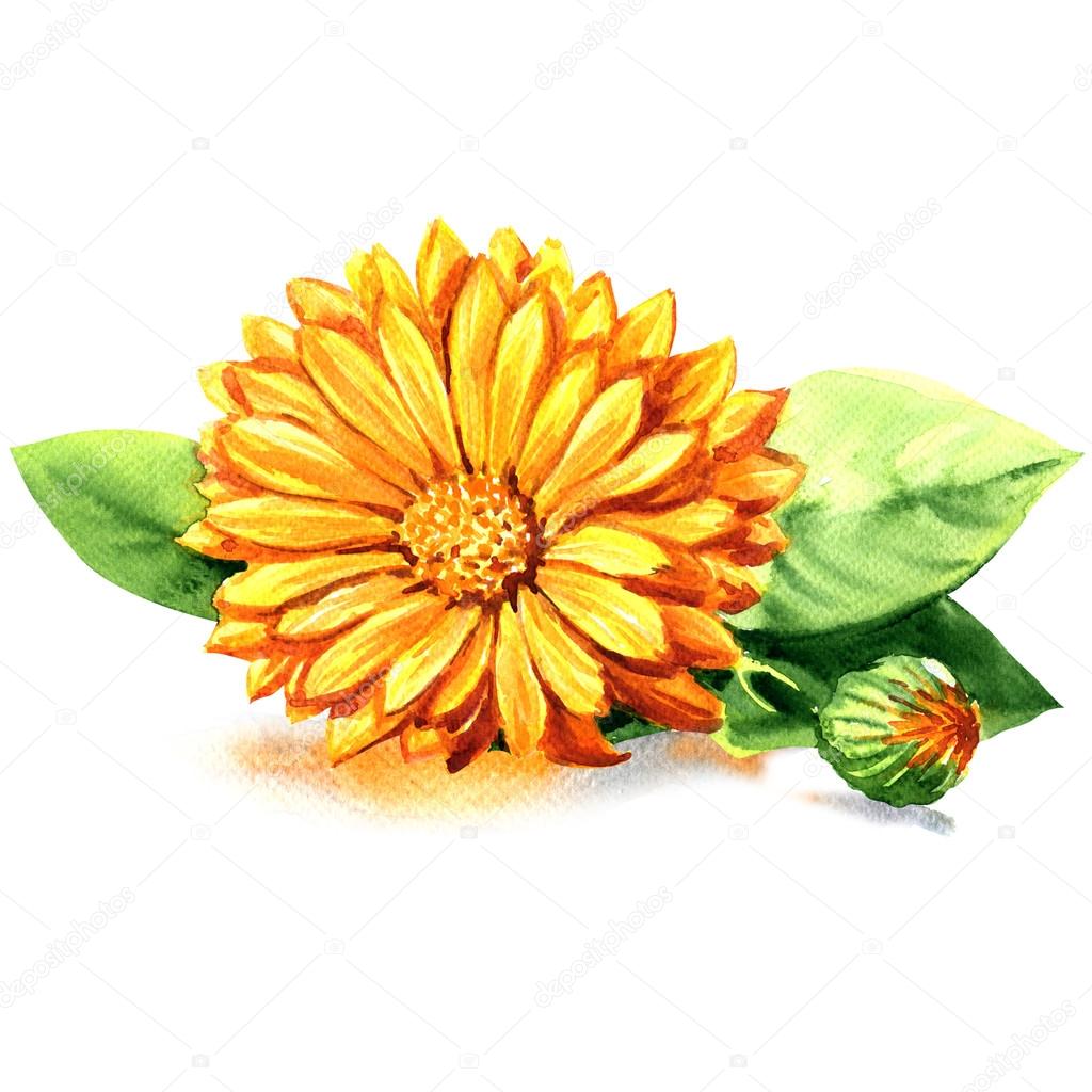 Calendula Marigold Flowers With Leaves Isolated On White Stock Photo Image By C Deslns Calendula Marigold Flowers With Leaves Isolated On White Stock Photo Image By C Deslns