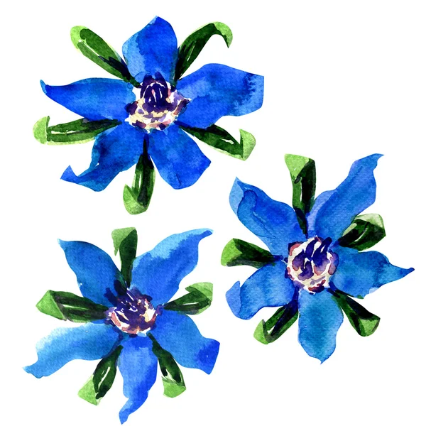 Taze mavi hodan çiçekler, starflower, beyaz arka plan üzerinde izole — Stok fotoğraf