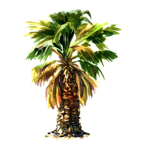 Verde bella palma isolata su sfondo bianco — Foto Stock