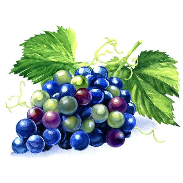 Aquarela cacho de uvas azuis — Fotografia de Stock