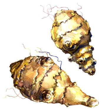 Topinambour, elması, sunroot, yumrular