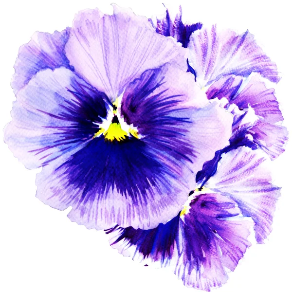 Beautiful pansy flowers isolated on white background — Stock Photo, Image