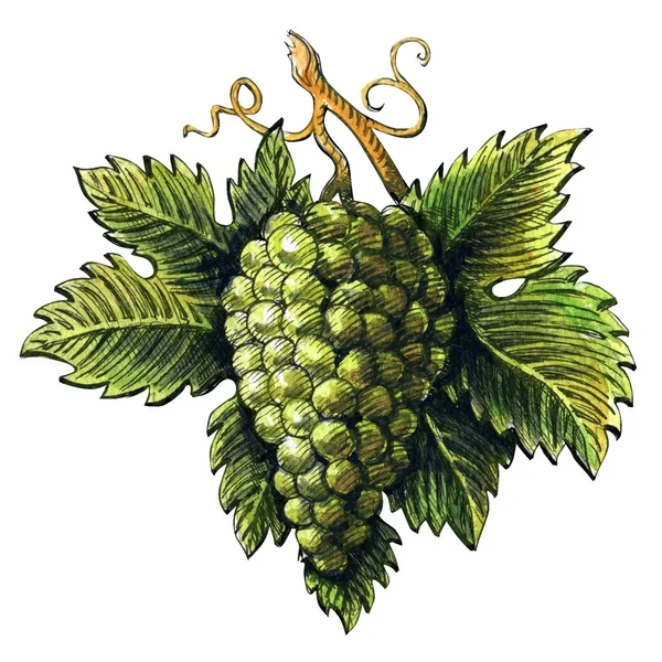 Grono dojrzałych zielonych winogron, akwarela ilustracja, wyciągnąć rękę — Zdjęcie stockowe