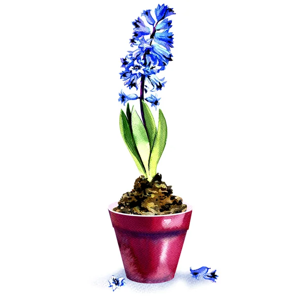 Lente blauwe hyacint in pot geïsoleerd op witte achtergrond — Stockfoto