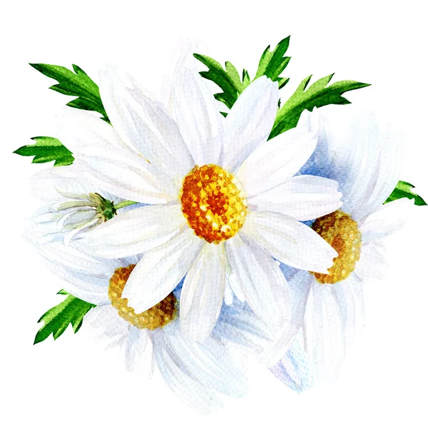 Flor de camomila com folhas isoladas em um fundo branco — Fotografia de Stock