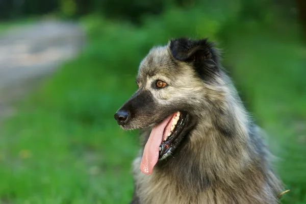 Chien de berger caucasien en plein air — Photo