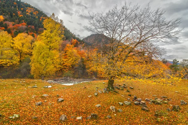 Herfst in Arkhyz — Stockfoto