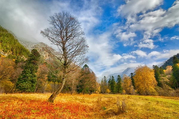 Autumn in Arkhyz — Stock Photo, Image
