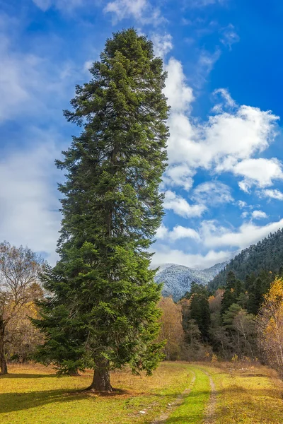 Autumn in Arkhyz — Stock Photo, Image