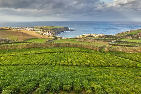 Čajové plantáže Porto Formoso — Stock fotografie