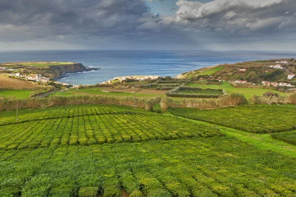 Herbata plantation Porto Formoso — Zdjęcie stockowe