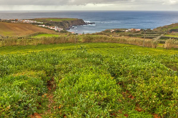 Plantación de té Porto Formoso — Foto de Stock