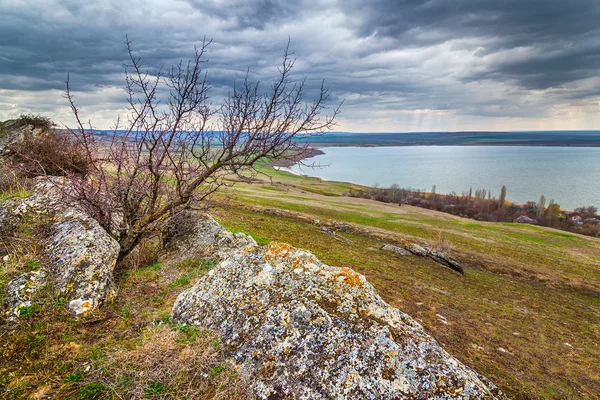 Дерево у бетонного камня с мхом и лишайниками — стоковое фото