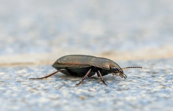 Gran buceador europeo (Dytiscus ) —  Fotos de Stock