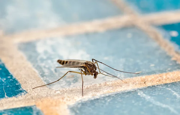 Mosquito (Culex pipiens) Royalty Free Stock Photos