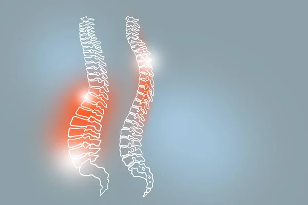Handrawn Illustration Human Spine Light Gray Background Medical Science Set — Stock Photo, Image