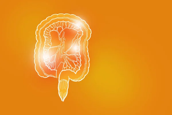 Handrawn Illustration Human Intestine Positive Orange Background Medical Science Set — Stock Fotó