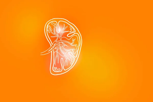 Handrawn Illustration Human Spleen Positive Orange Background Medical Science Set — Stock Fotó