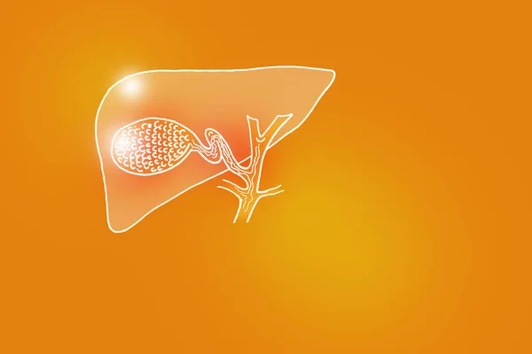 正のオレンジ色の背景に人間のゴール膀胱の手書きのイラスト テキストやインフォグラフィックのための空のコピースペースを持つメインの人間の臓器と医学 科学セット — ストック写真